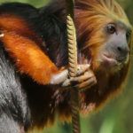 Curso de especialista veterinaria