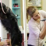 Canina, Felina y de otras Especies Domésticas