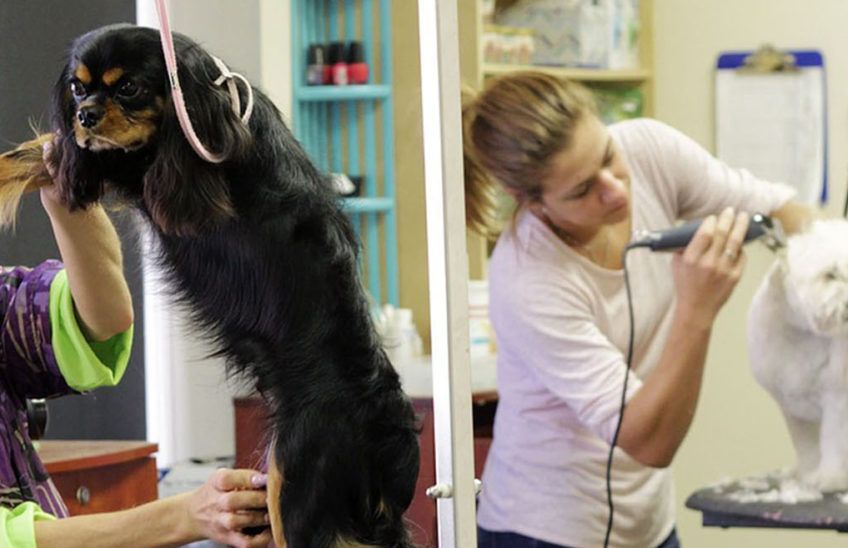 Canina, Felina y de otras Especies Domésticas