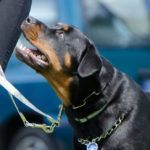 Curso adiestramiento canino