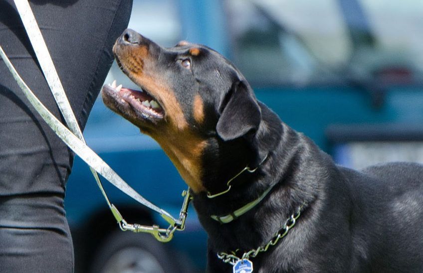 Curso adiestramiento canino